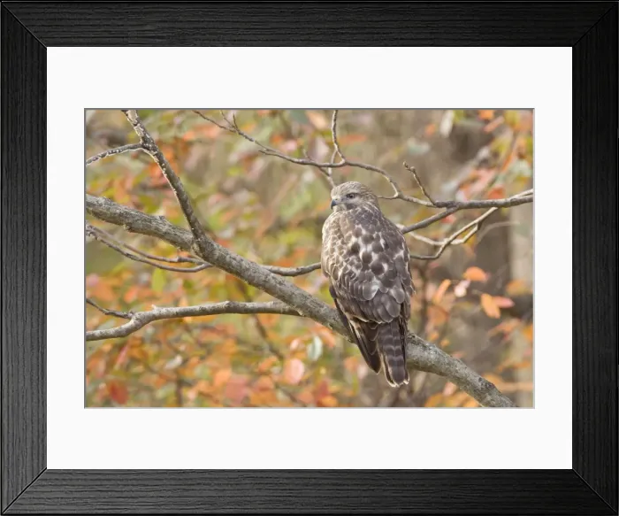 Framed Print : Red-shouldered Hawk, Buteo lineatus Immature bird in Ocotober in CT Framed Print : Red-shouldered Hawk, Buteo lineatus Immature bird in Ocotober in CT