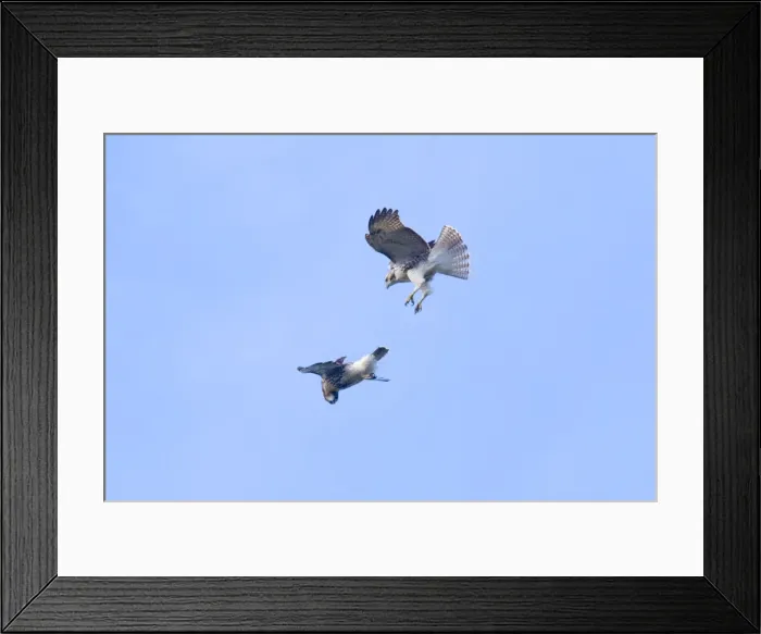 Framed Print : Red-tailed Hawks in flight, Buteo jamaicensis. 2 immature birds playing in updraft. October in CT