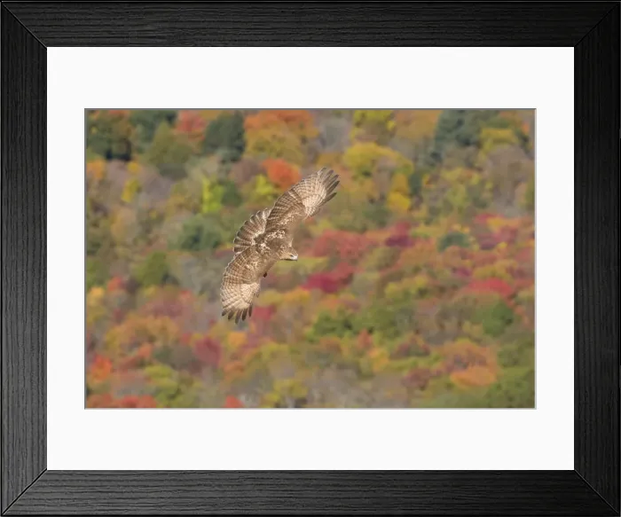 Framed Print : Red-tailed Hawk, Buteo jamaicensis. Immature bird in fall migration. October in CT Framed Print : Red-tailed Hawk, Buteo jamaicensis. Immature bird in fall migration. October in CT