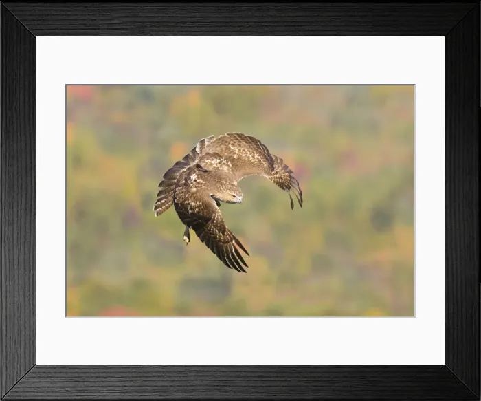 Framed Print : Red-tailed Hawk, Buteo jamaicensis. Immature bird in fall migration. October in CT