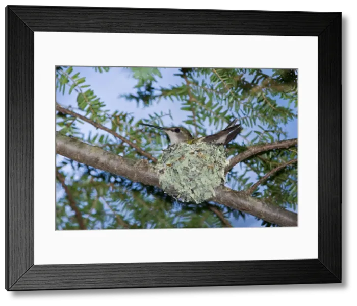Framed Print : Ruby-throated Hummingbird nest, Archilochus colubris. Maine in July Framed Print : Ruby-throated Hummingbird nest, Archilochus colubris. Maine in July