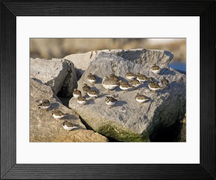 Framed Print : Ruddy Turnstone, Arenaria interpres in winter with Black-bellied Plover. November in CT Framed Print : Ruddy Turnstone, Arenaria interpres in winter with Black-bellied Plover. November in CT