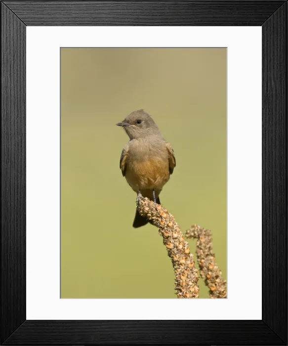 Framed Print : Say's Phoebe, Sayornis saya. Washington in July Framed Print : Say's Phoebe, Sayornis saya. Washington in July