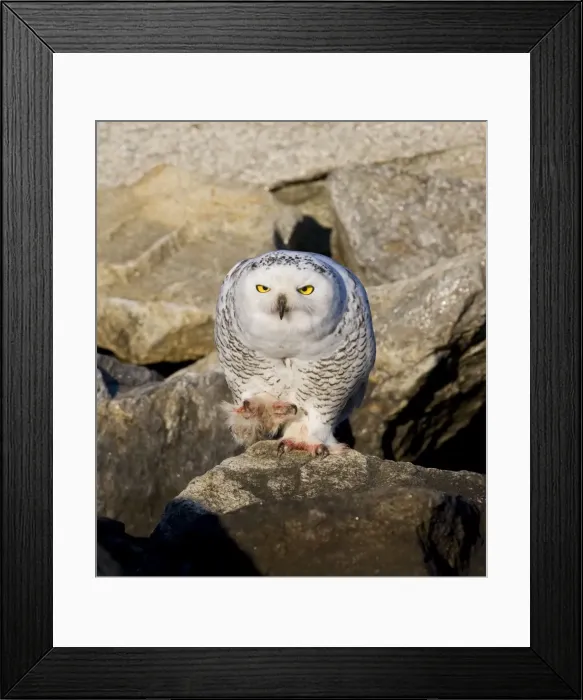 Framed Print : Snowy Owl, Immature bird, Nyctea scandiaca. Norwalk CT in November Framed Print : Snowy Owl, Immature bird, Nyctea scandiaca. Norwalk CT in November