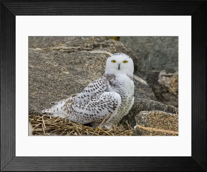Framed Print : Snowy Owl, Nyctea scandiaca. Immature bird. November in CT Framed Print : Snowy Owl, Nyctea scandiaca. Immature bird. November in CT