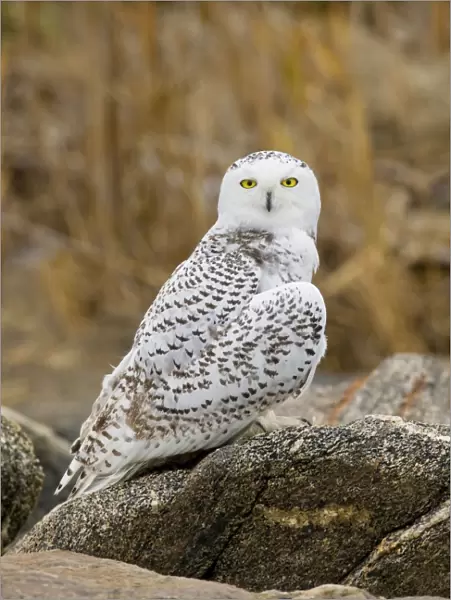 Snowy Owl, Nyctea scandiaca. Immature bird. November in CT