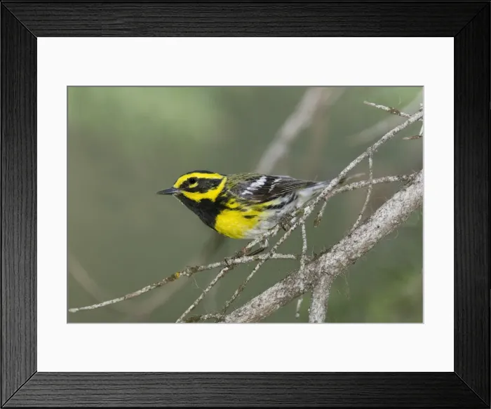 Framed Print : Townsend's Warbler, Dendroica townsendi. Washington in July Framed Print : Townsend's Warbler, Dendroica townsendi. Washington in July
