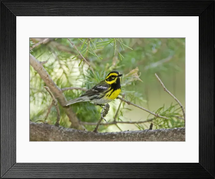 Framed Print : Townsend's Warbler, Dendroica townsendi. Washington in July Framed Print : Townsend's Warbler, Dendroica townsendi. Washington in July