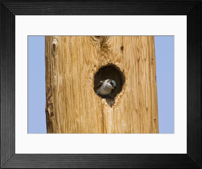 Framed Print : Tree Swallow, Tachycineta bicolor nesting in woodpecker cavity in telephone pole. Washington in July Framed Print : Tree Swallow, Tachycineta bicolor nesting in woodpecker cavity in telephone pole. Washington in July