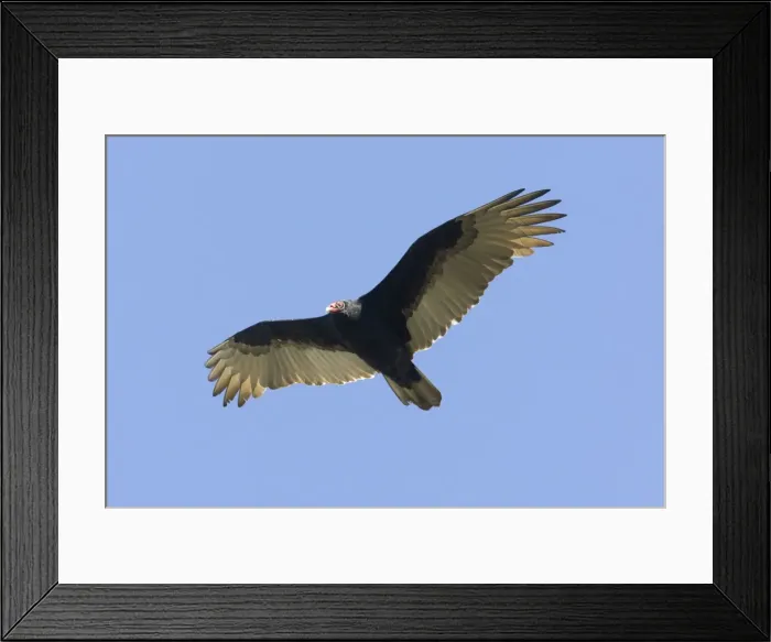 Framed Print : Turkey Vulture, Cathartes aura adult. October in New Jersey Framed Print : Turkey Vulture, Cathartes aura adult. October in New Jersey