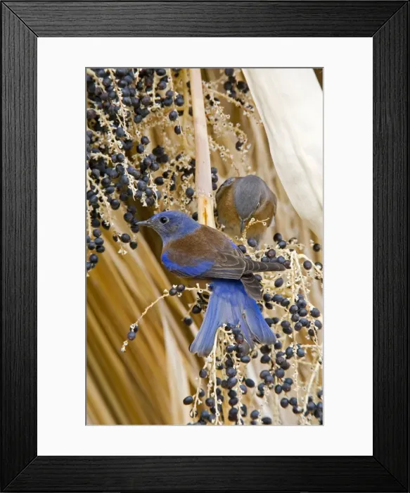 Framed Print : Western Bluebird, Sialia mexicana. California in January Framed Print : Western Bluebird, Sialia mexicana. California in January