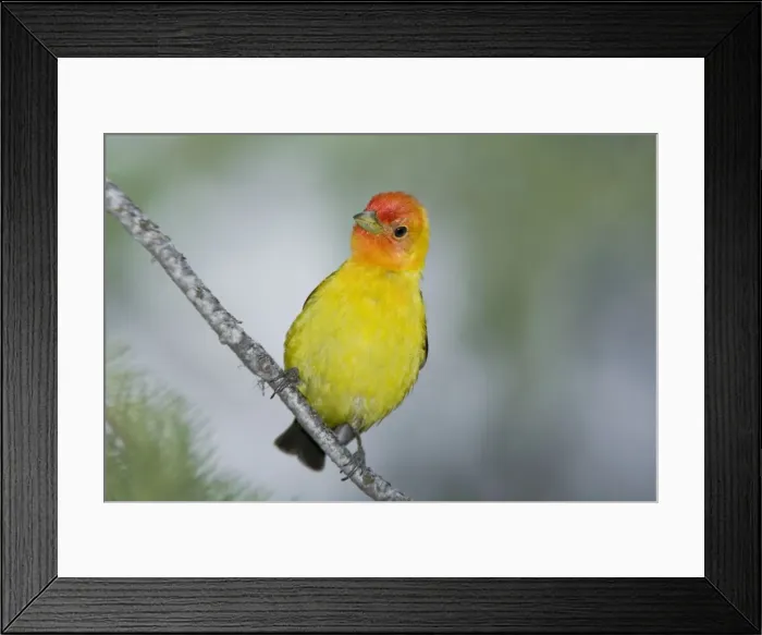 Framed Print : Western Tanager male, Piranga ludoviciana. Washington in July Framed Print : Western Tanager male, Piranga ludoviciana. Washington in July
