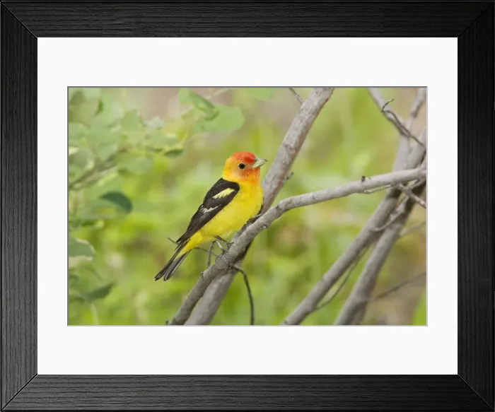 Framed Print : Western Tanager male, Piranga ludoviciana. Washington in July Framed Print : Western Tanager male, Piranga ludoviciana. Washington in July