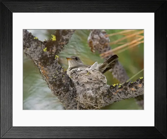 Framed Print : Western Wood-Pewee, Contopus sordidulus. Washington in July Framed Print : Western Wood-Pewee, Contopus sordidulus. Washington in July