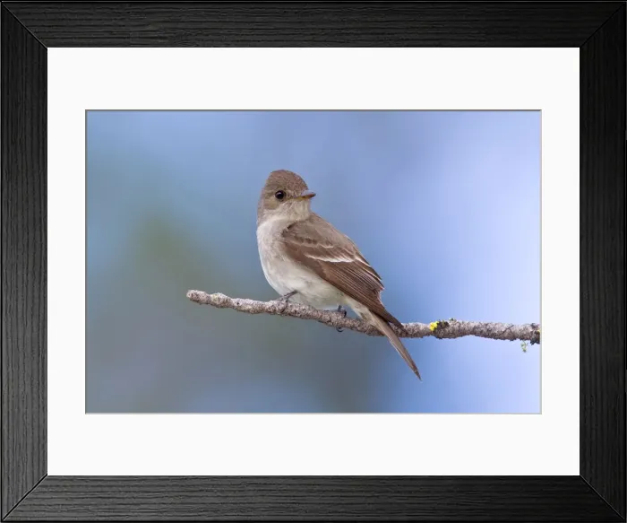 Framed Print : Western Wood-Pewee, Contopus sordidulus. Washington in July