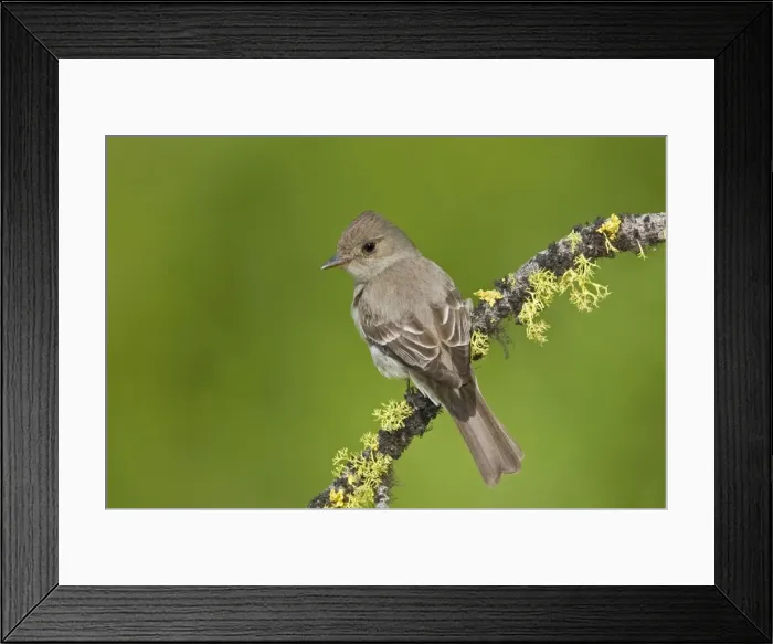 Framed Print : Western Wood-Pewee, Contopus sordidulus. Washington in July