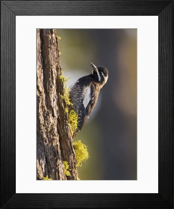 Framed Print : Williamson's Sapsucker, Sphyrapicus thyroideus. Washington in July Framed Print : Williamson's Sapsucker, Sphyrapicus thyroideus. Washington in July