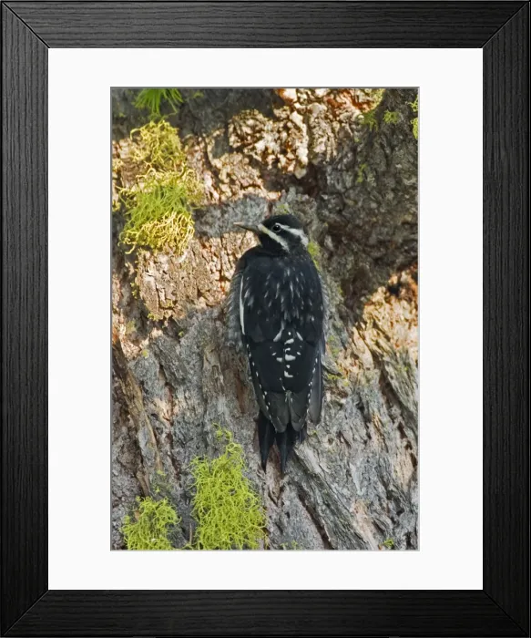 Framed Print : Williamson's Sapsucker, Sphyrapicus thyroideus. Washington in July Framed Print : Williamson's Sapsucker, Sphyrapicus thyroideus. Washington in July