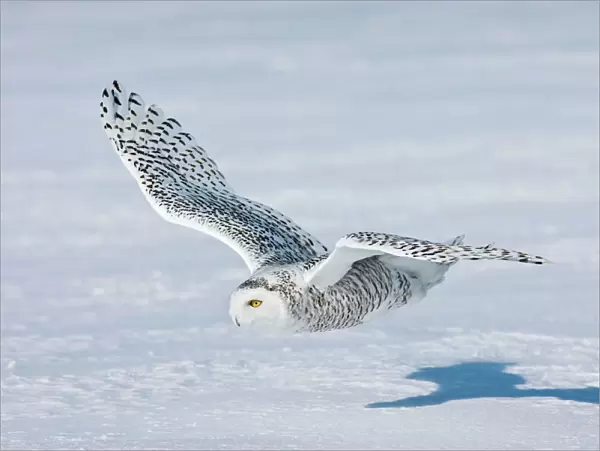 Snowy Owl - in flight over snow - Ontario - Canada - February