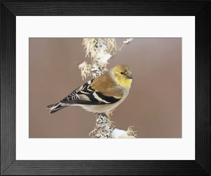 Framed Print : American Goldfinch - in winter plumage - January in CT - USA Framed Print : American Goldfinch - in winter plumage - January in CT - USA