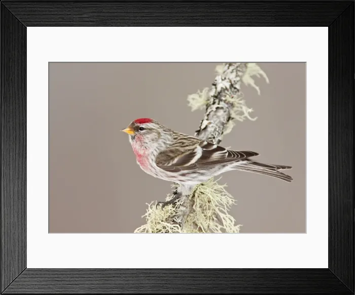 Framed Print : Common Redpoll - Maine - USA - in February Framed Print : Common Redpoll - Maine - USA - in February