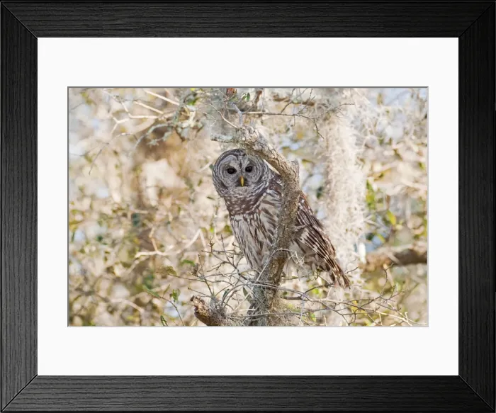 Framed Print : Barred Owl - Florida - USA - in January Framed Print : Barred Owl - Florida - USA - in January