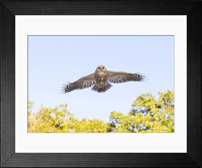 Framed Print : Barred Owl - in flight - Florida - USA - in January Framed Print : Barred Owl - in flight - Florida - USA - in January
