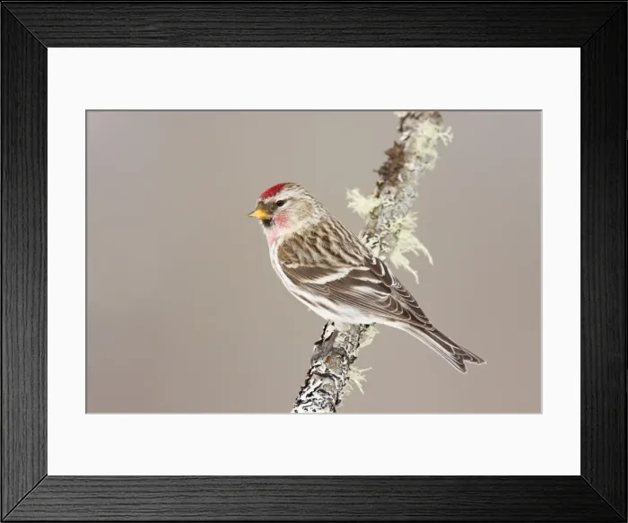 Framed Print : Common Redpoll - Maine - USA - in February Framed Print : Common Redpoll - Maine - USA - in February