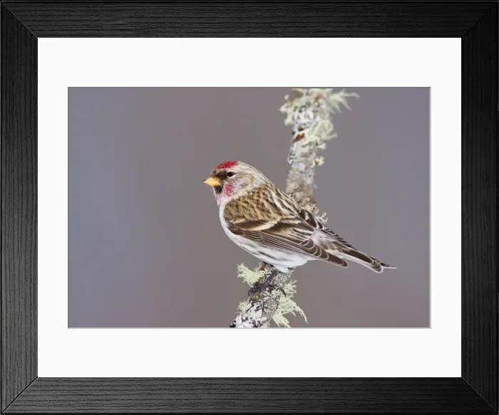 Framed Print : Common Redpoll - Maine - USA - in February Framed Print : Common Redpoll - Maine - USA - in February