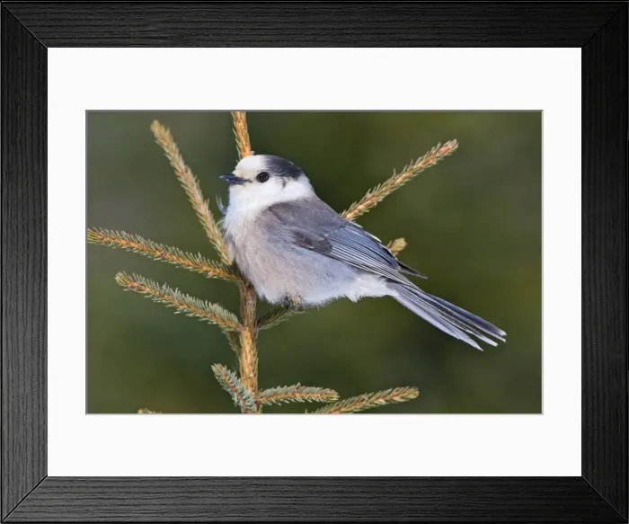 Framed Print : Gray Jay - Maine - USA - in February Framed Print : Gray Jay - Maine - USA - in February
