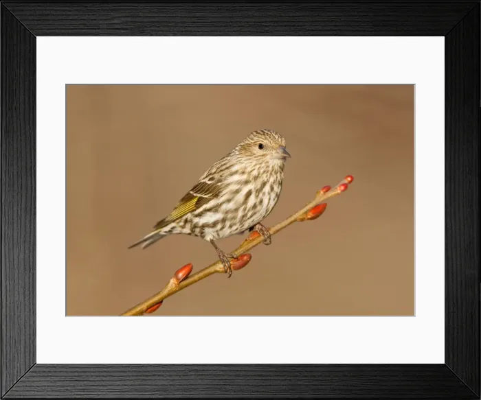 Framed Print : Pine Siskin- February in CT - USA Framed Print : Pine Siskin- February in CT - USA