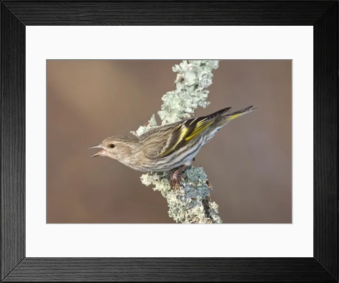 Framed Print : Pine Siskin- February in CT - USA Framed Print : Pine Siskin- February in CT - USA