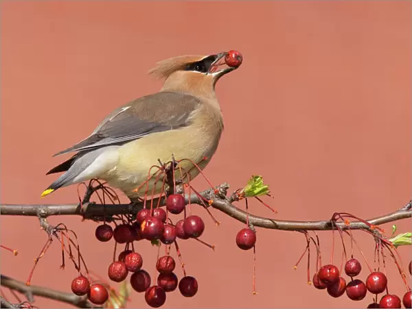 Cedar Waxwing - with berry in mouth - Connecticut - USA - in April