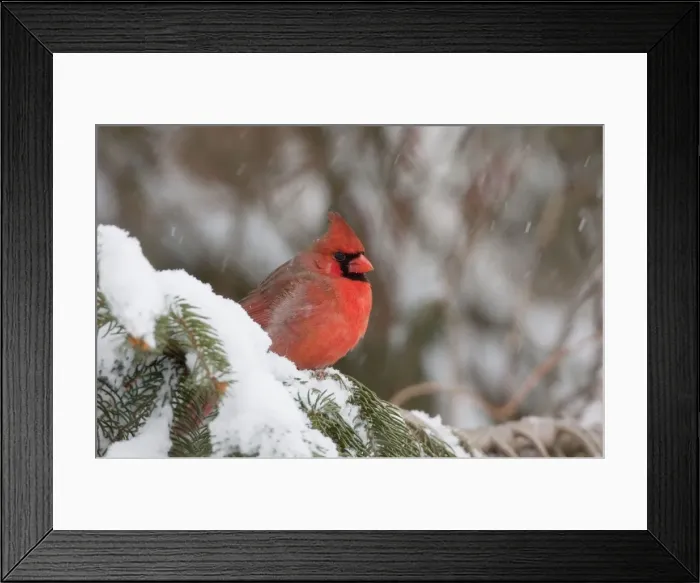 Framed Print : Northern Cardinal - male in snow. February in CT - USA Framed Print : Northern Cardinal - male in snow. February in CT - USA