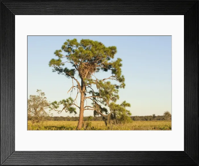 Framed Print : Bald Eagle nest in tree - Florida. January Framed Print : Bald Eagle nest in tree - Florida. January
