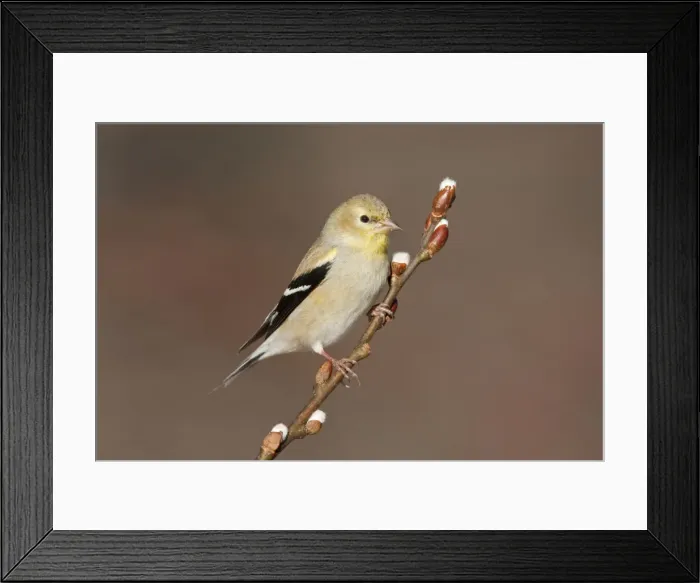 Framed Print : American Goldfinch - male in winter plumage. November, CT USA Framed Print : American Goldfinch - male in winter plumage. November, CT USA
