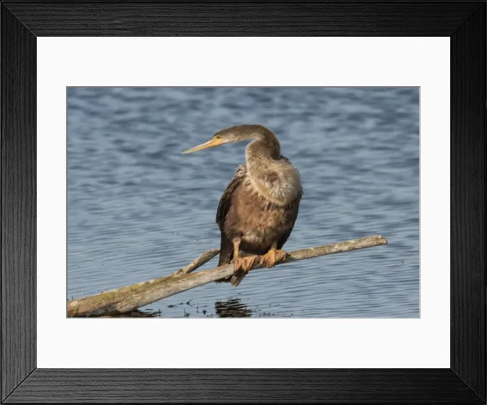 Framed Print : Anhinga - female - Kissimmee Florida - USA - January Framed Print : Anhinga - female - Kissimmee Florida - USA - January