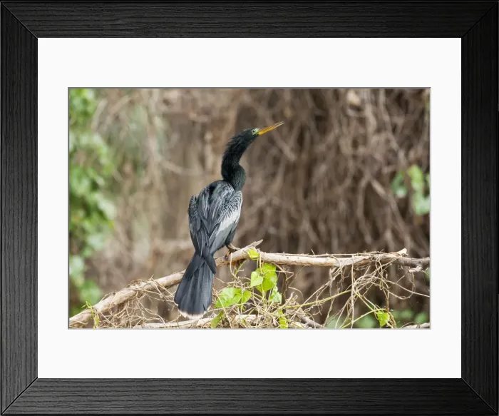 Framed Print : Anhinga - male - Kissimmee Florida - USA - January Framed Print : Anhinga - male - Kissimmee Florida - USA - January