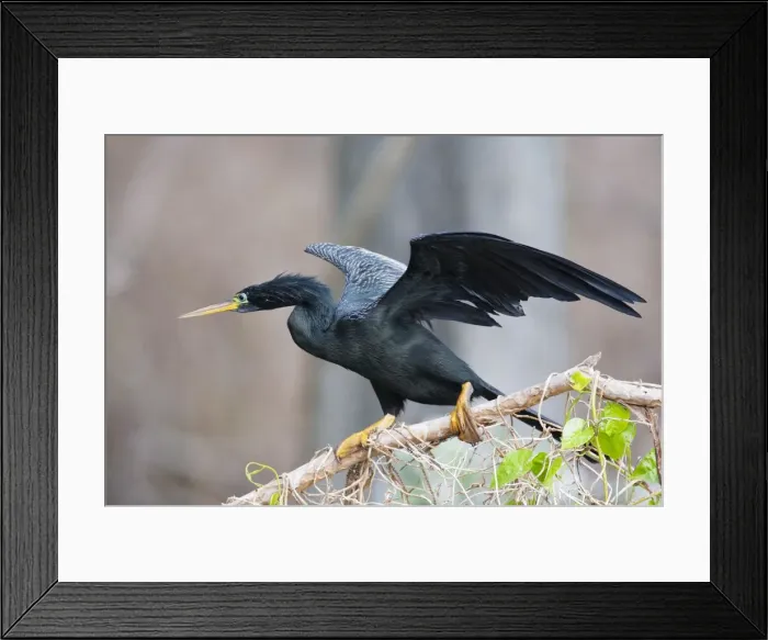Framed Print : Anhinga - male with wings open - Kissimmee Florida - USA - January Framed Print : Anhinga - male with wings open - Kissimmee Florida - USA - January