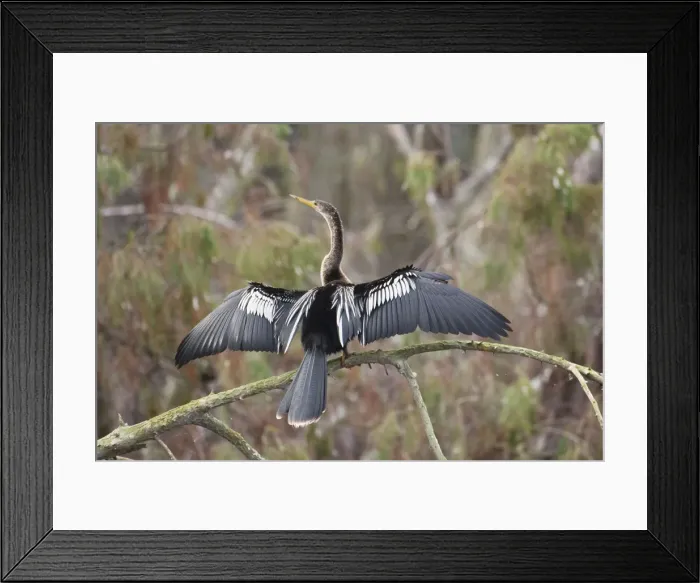 Framed Print : Anhinga - female with wings open - Kissimmee Florida - USA - January Framed Print : Anhinga - female with wings open - Kissimmee Florida - USA - January