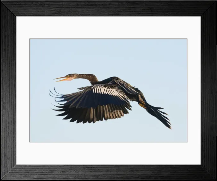 Framed Print : Anhinga - female in flight - Kissimmee Florida - USA - January Framed Print : Anhinga - female in flight - Kissimmee Florida - USA - January