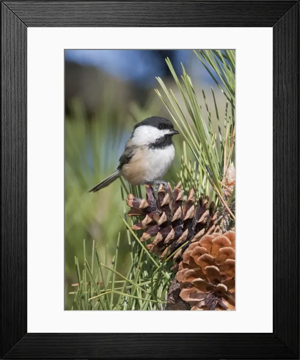 Framed Print : Black-capped Chickadee - Nov - CT - USA Framed Print : Black-capped Chickadee - Nov - CT - USA