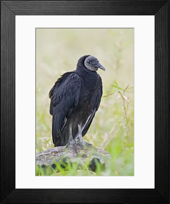Framed Print : Black Vulture - Central Florida - USA - January Framed Print : Black Vulture - Central Florida - USA - January