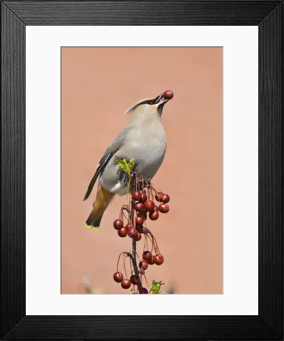 Framed Print : Bohemian Waxwing - with berry in mouth - Connecticut - USA - April Framed Print : Bohemian Waxwing - with berry in mouth - Connecticut - USA - April