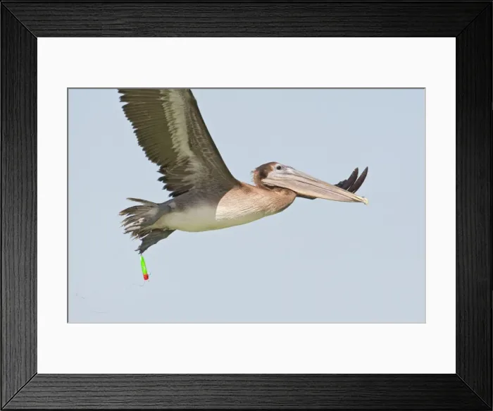Framed Print : Brown Pelican - in flight with fishing hook and lure attached to foot. Sanibel Island - FL - USA - January Framed Print : Brown Pelican - in flight with fishing hook and lure attached to foot. Sanibel Island - FL - USA - January