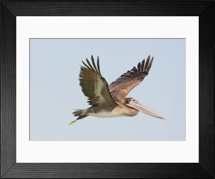 Framed Print : Brown Pelican - in flight with fishing hook and lure attached to foot. Sanibel Island, Fl - USA - January Framed Print : Brown Pelican - in flight with fishing hook and lure attached to foot. Sanibel Island, Fl - USA - January
