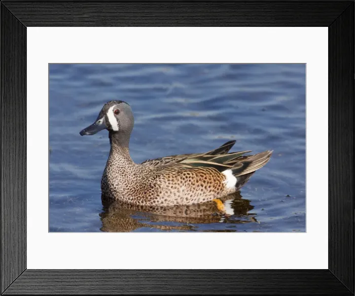 Framed Print : Blue-winged Teal - Male in winter. January in FL USA Framed Print : Blue-winged Teal - Male in winter. January in FL USA