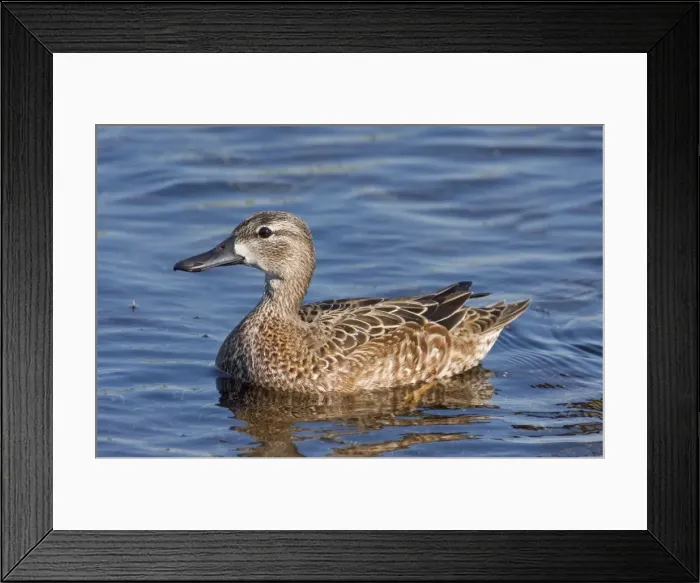 Framed Print : Blue-winged Teal - Female in winter. January in FL USA Framed Print : Blue-winged Teal - Female in winter. January in FL USA