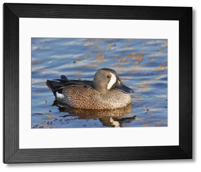 Framed Print : Blue-winged Teal Framed Print : Blue-winged Teal
