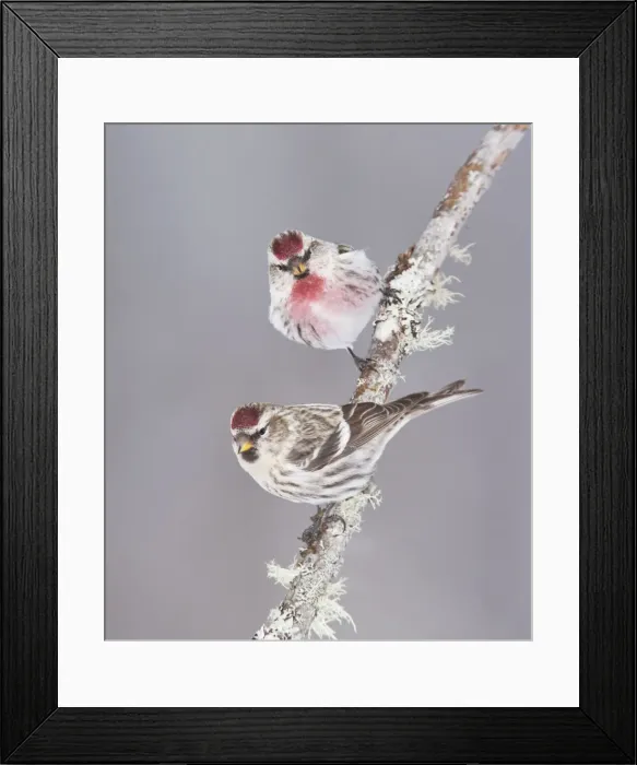 Framed Print : Common Redpoll - Maine - USA - February Framed Print : Common Redpoll - Maine - USA - February
